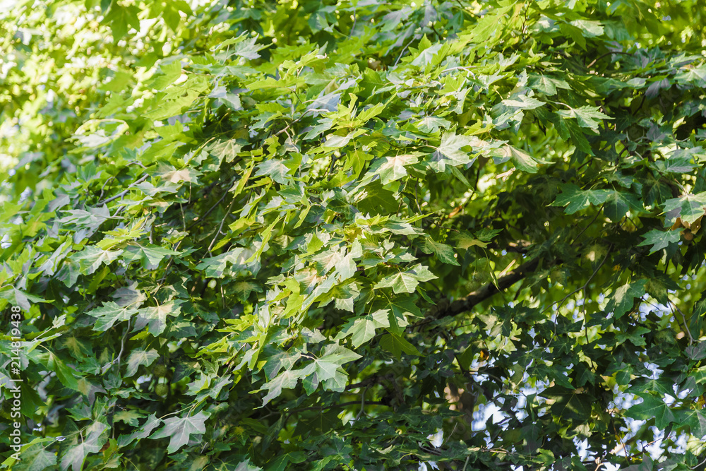 birch tree foliage in morning light with sunlight. birch tree foliage in morning light with sunlight.
