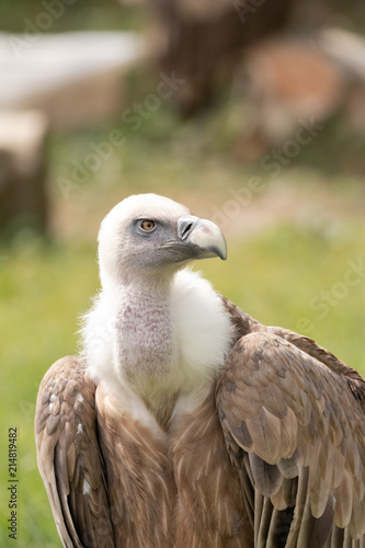 Griffon Vulture portrait.