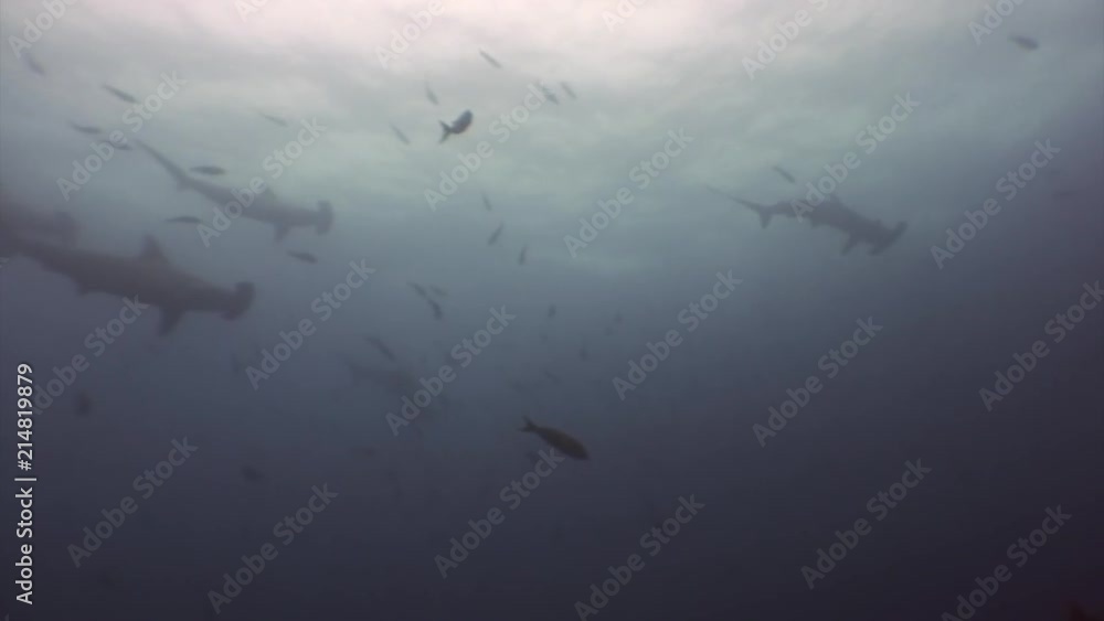 Group of Hammerhead shark in shoal fish underwater lagoon of ocean Galapagos. Bottom view. Amazing life of tropical nature world in blue water. Scuba diving and dangerous extreme tourism. Group of Hammerhead shark in shoal fish underwater lagoon of ocean Galapagos. Bottom view. Amazing life of tropical nature world in blue water. Scuba diving and dangerous extreme tourism.