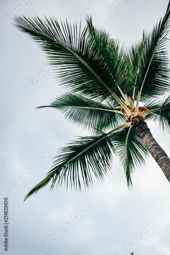 Palm Tree