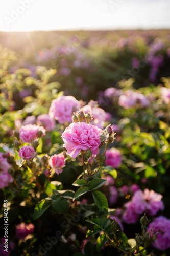 Tea Rose Field.