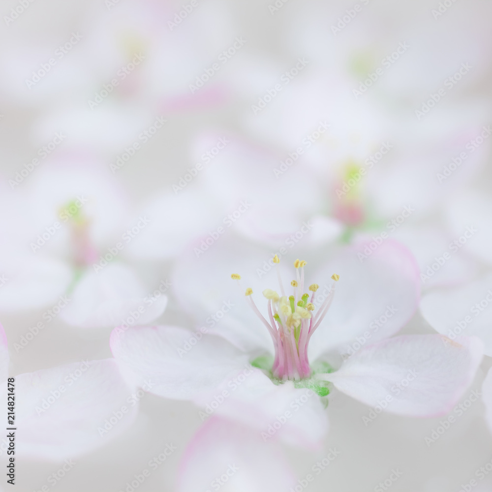 White flowers floating in water White flowers floating in water