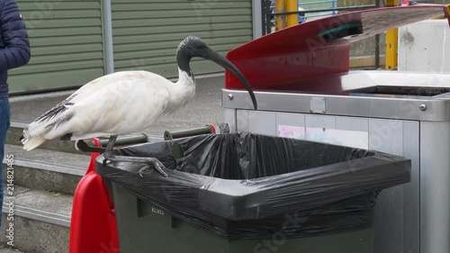 Australian white ibis feeding out of a rubbish in at the Sydney fish market in Darling harbour photo