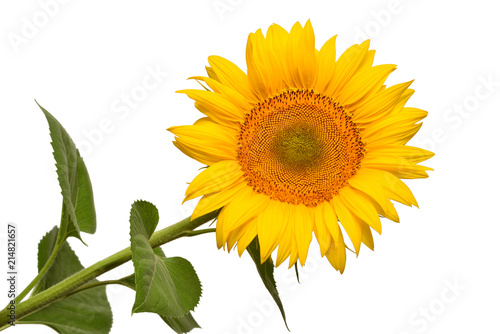 Fototapeta Naklejka Na Ścianę i Meble -  Flower of sunflower head isolated on white background. Seeds and oil. Flat lay, top view