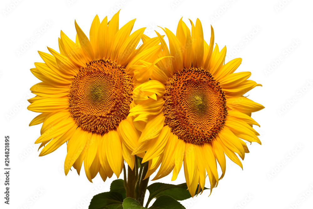 Fototapeta premium Two sunflowers isolated on white background. Flower bouquet. The seeds and oil. Flat lay, top view