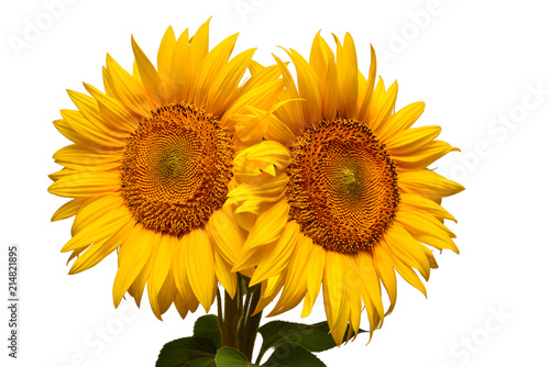 Two sunflowers isolated on white background. Flower bouquet. The seeds and oil. Flat lay  top view