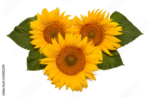 Fototapeta Naklejka Na Ścianę i Meble -  Flower arrangement sunflower bouquet with leaves isolated on white background. Agriculture, farmer. Beautiful still life floral. Seeds and oil. Flat lay, top view