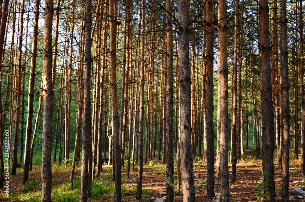 Pine forest with tall slender trees in summer.