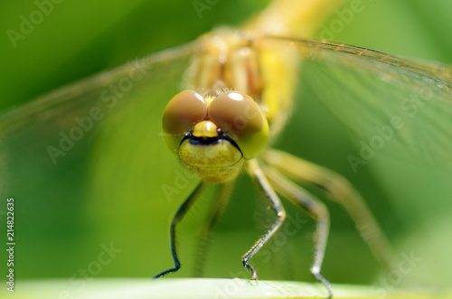 Dragonfly sitting on the stem of the plant. © borroko72