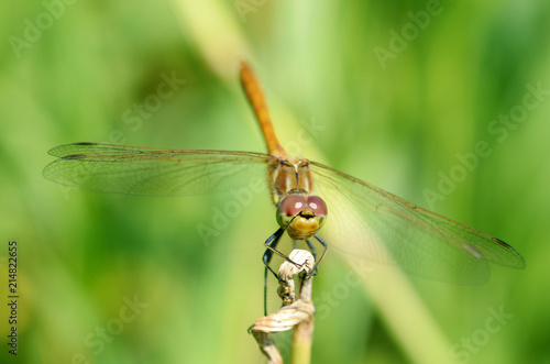 Dragonfly sitting on the stem of the plant.