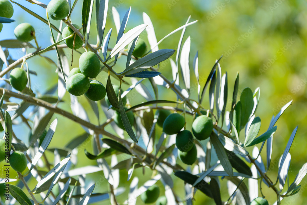 natural branch with green unripe olives on a blurred background natural branch with green unripe olives on a blurred background