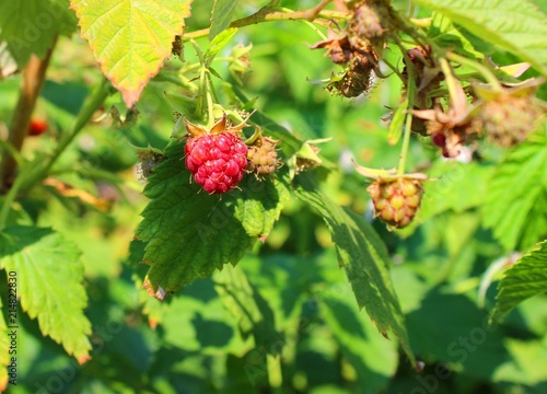 The raspberry bush. Ripe berry. one