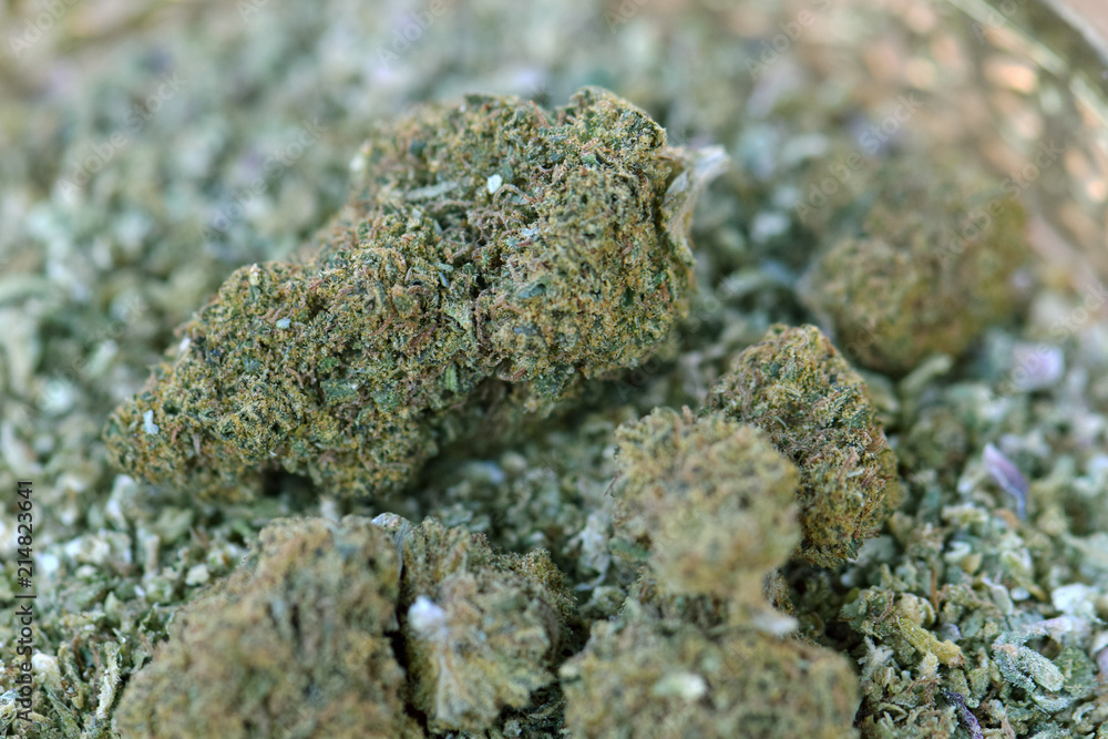 Obraz premium Sour Apple Dried Cannabis 02