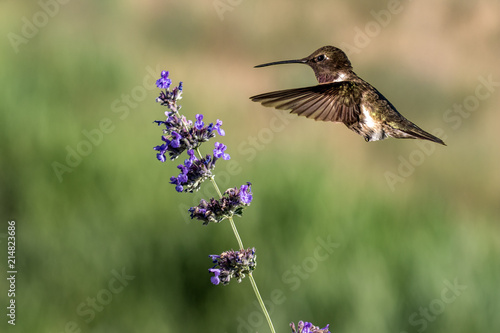 A male ruby-throated hummingbird hovering near a lavender flower