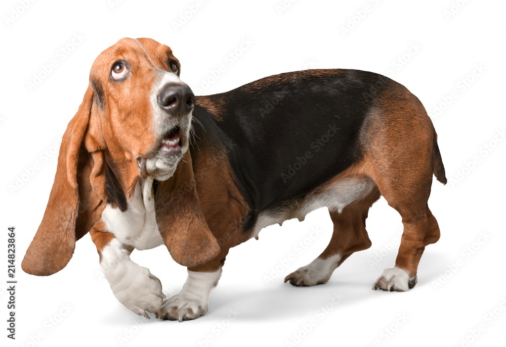 Basset Hound Basset Hound