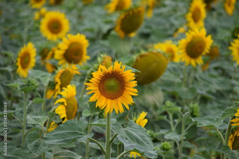 Fototapeta premium Sunflower field