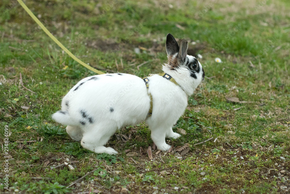 Bunny Bunny