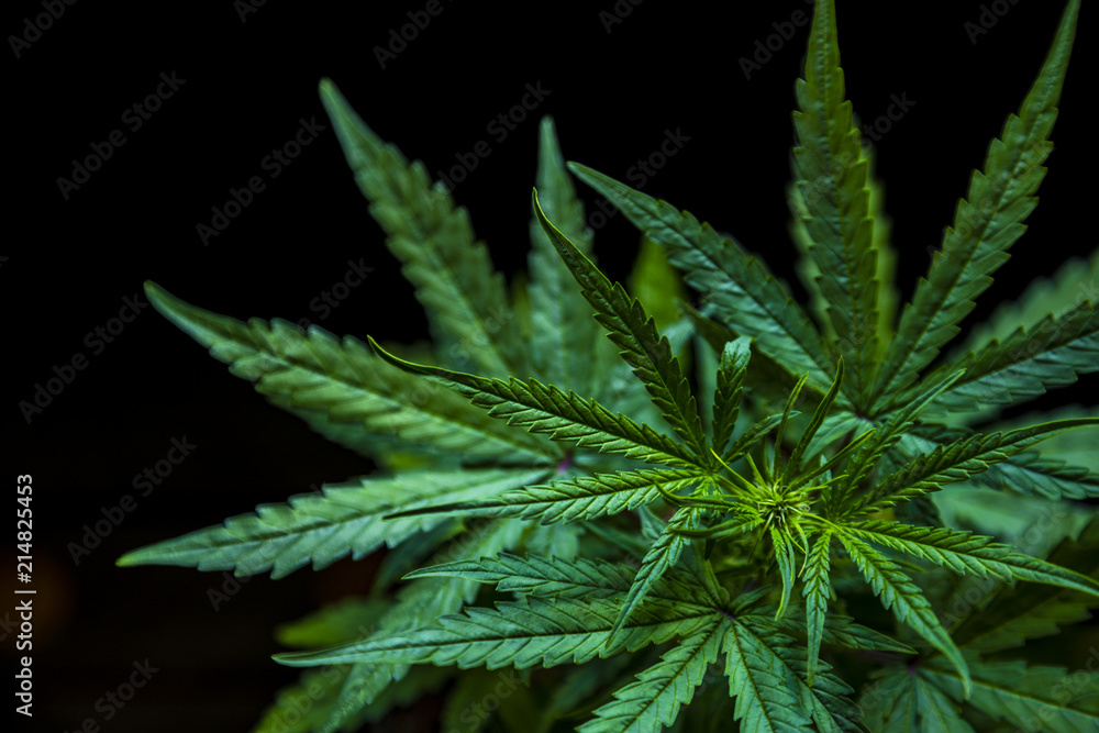 Marijuana leaves, cannabis on a dark background Marijuana leaves, cannabis on a dark background