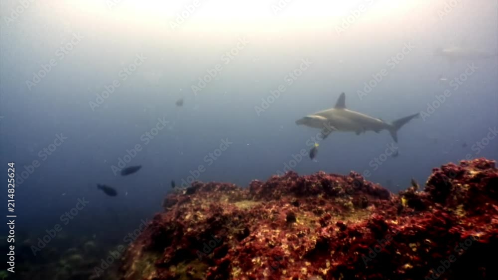 Hammerhead shark in shoal fish underwater lagoon of ocean Galapagos. Amazing life of tropical nature world in blue water. Scuba diving and dangerous extreme tourism. Hammerhead shark in shoal fish underwater lagoon of ocean Galapagos. Amazing life of tropical nature world in blue water. Scuba diving and dangerous extreme tourism.
