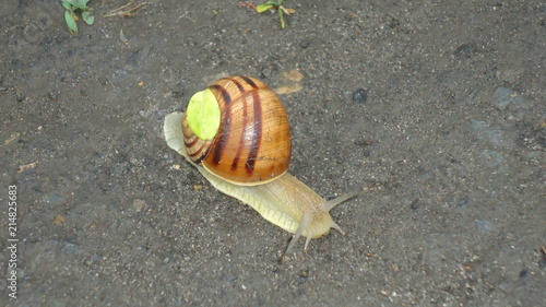 limacon