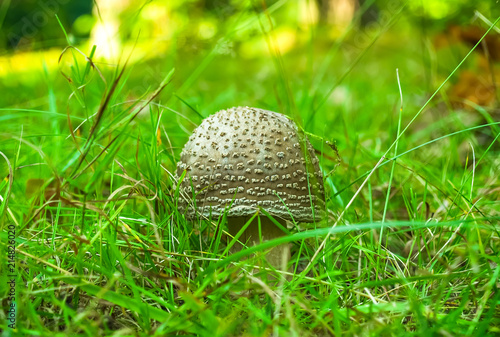 Forest mushrooms in the grass. Gathering mushrooms. Mushroom photo, forest photo, forest mushroom, forest mushroom photo