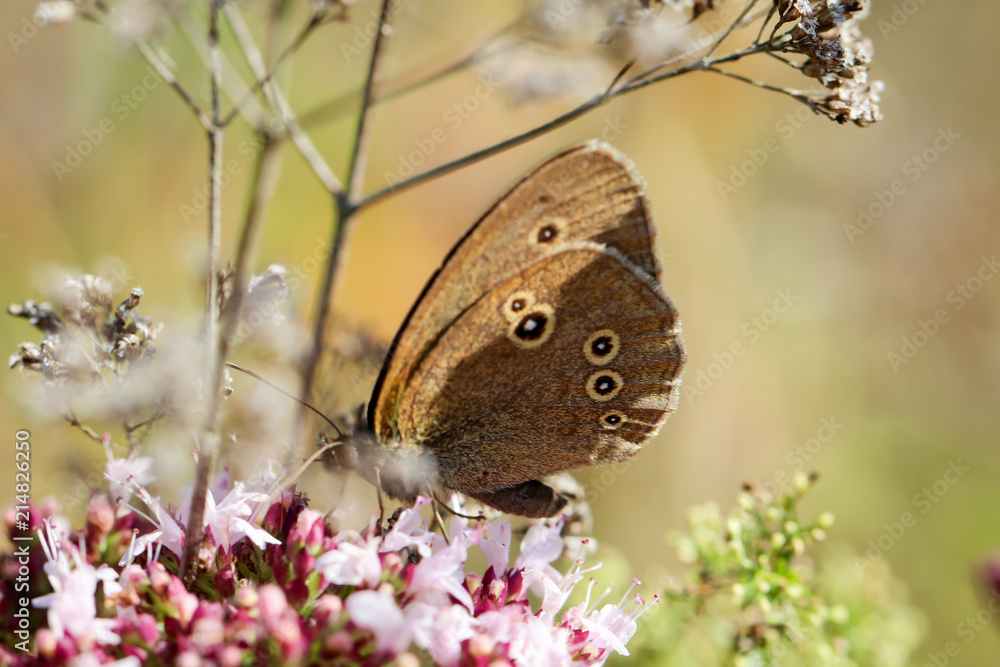 Fototapeta premium Bläuling, Schmetterling, Falter auf einer Pflanze 