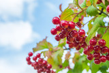 red berries of viburnum among leaves against the sky