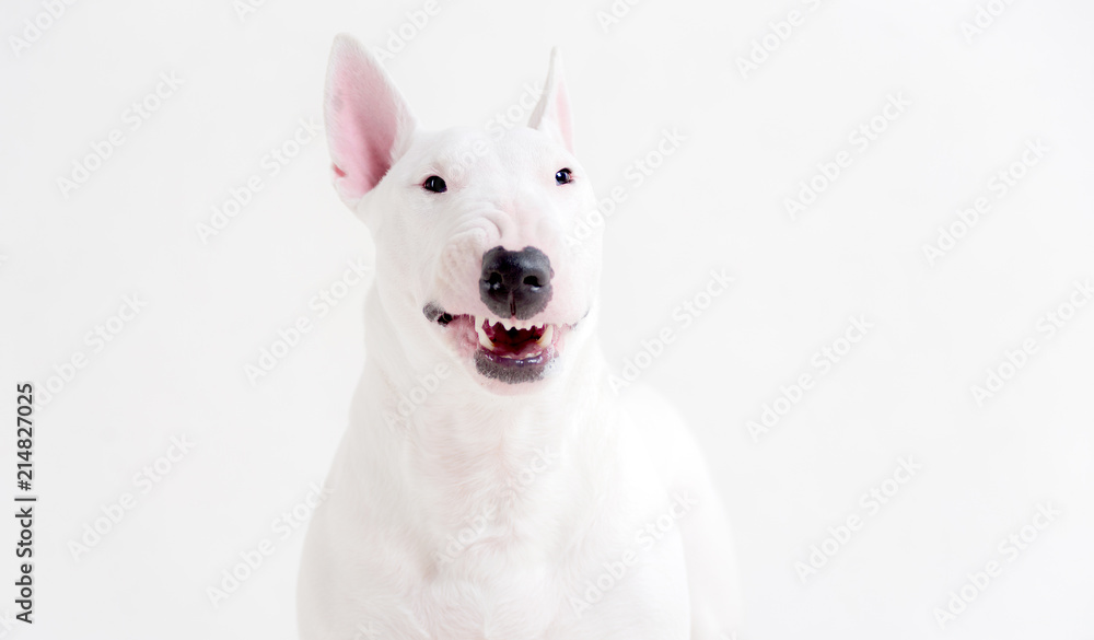  Bull Terrier nose close-up, teeth, grin, smile on white background