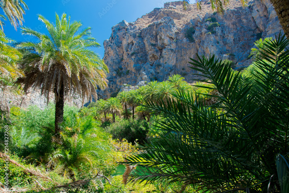 Beautiful palm forest in Preveli, central Crete, Greece