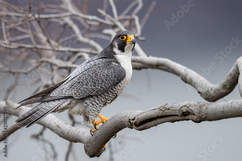 Obraz na plátně Peregrine Falcon