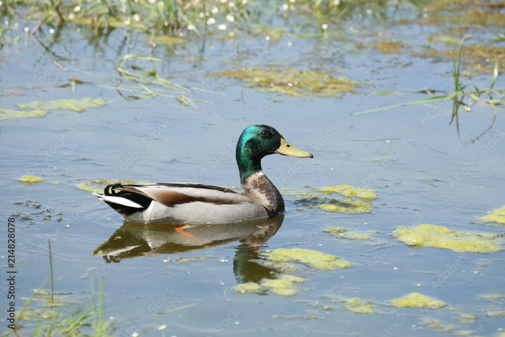 Canard colvert (Anas platyrhynchos) Canard colvert (Anas platyrhynchos)