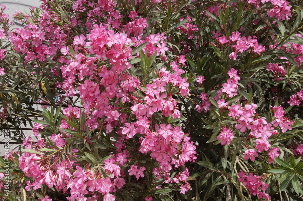 blooming rhododendron in spring in Israel