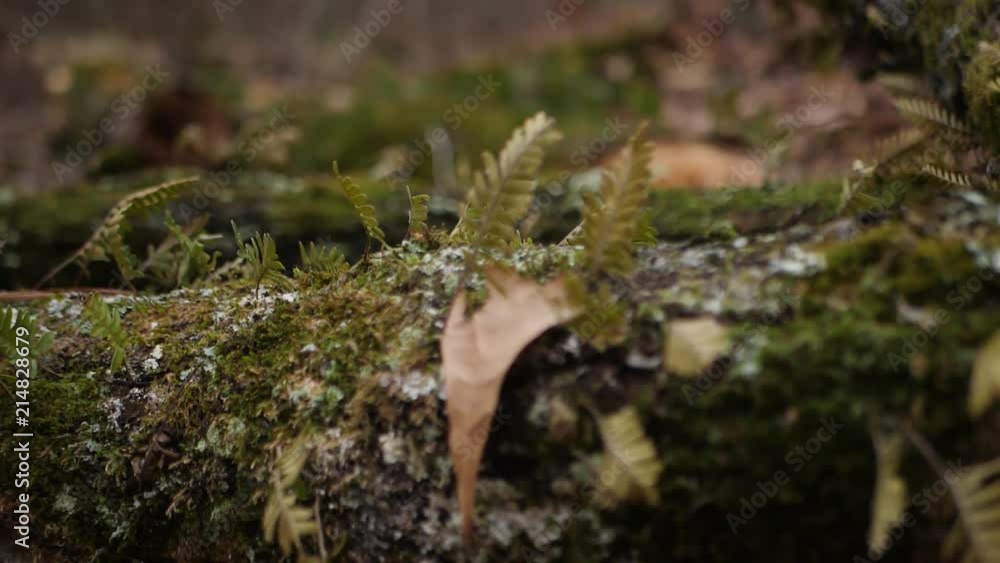 Moss on logs in a forest. Slow motion rack focus. Moss on logs in a forest. Slow motion rack focus.