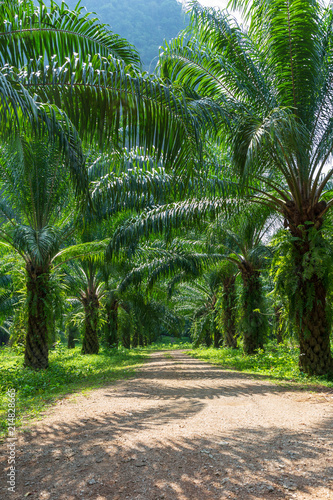 Beautiful palm grove or forest. Green palm Grove  sun and blue sky. Exotic tropical landscape or the background.