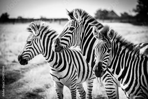 Obraz Three zebras