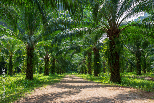 Beautiful palm grove or forest. Green palm Grove, sun and blue sky. Exotic tropical landscape or the background.