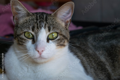 Wallpaper Mural Cat Torontodigital.ca