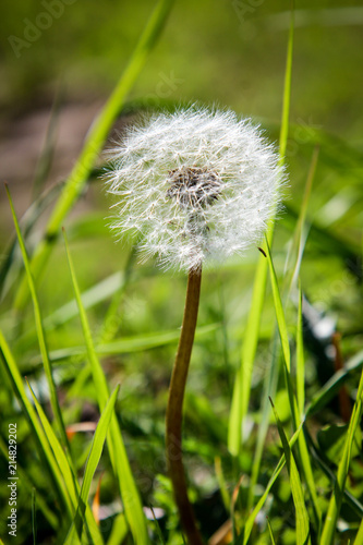 Fototapeta Naklejka Na Ścianę i Meble -  Pusteblume auf Wiese, Natur 