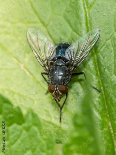 A big fly is sitting on a green leaf.