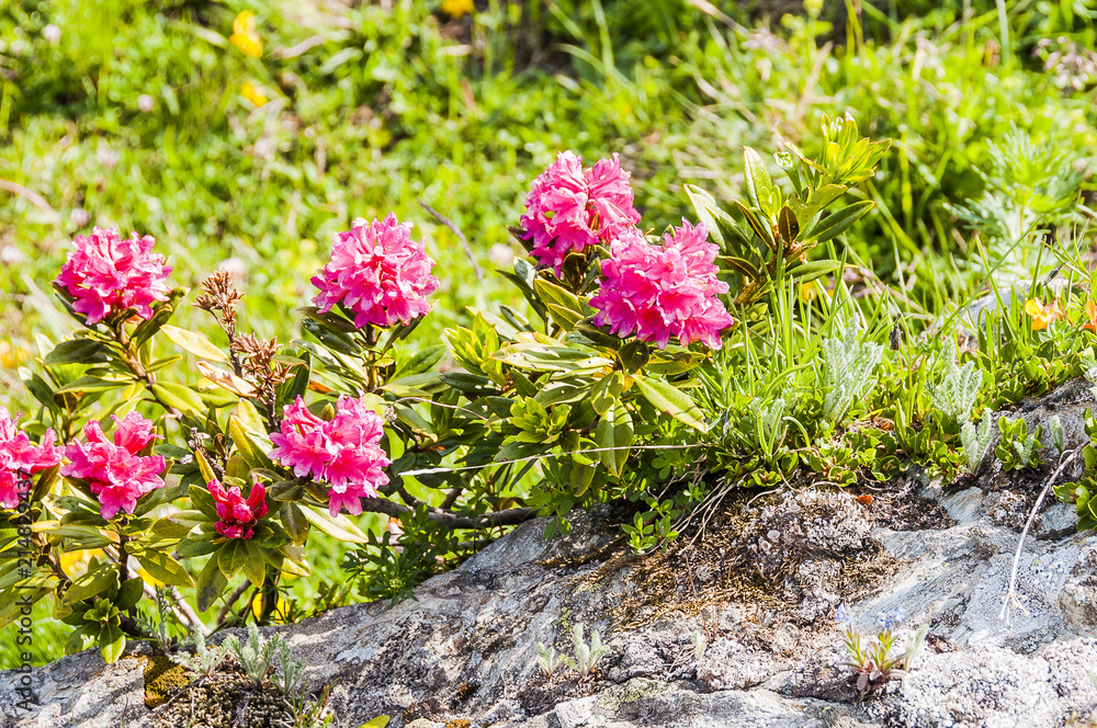 Alpenrose, Alpenblume, Bergwiese, Heidekrautgewächse, Rhododendron ferrugineum, Graubünden, Oberengadin, Wanderweg, Alpen, Sommer, Schweiz