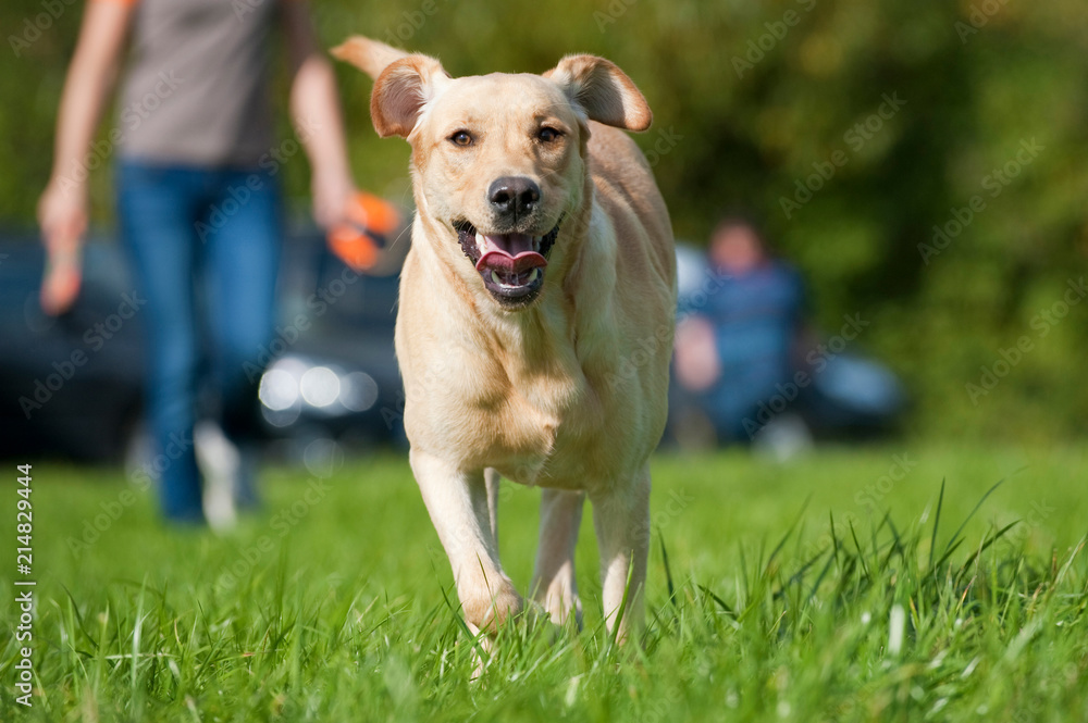 Labrador Retriever in einer Wiese