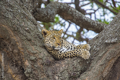 African Leopard in Tree 2229