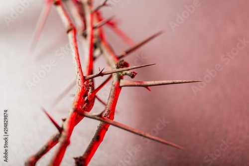 Wallpaper Mural Closeup of the Crown of Thorns Torontodigital.ca