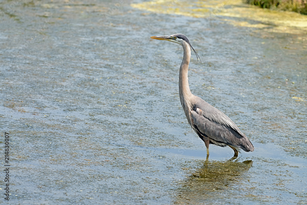 Fototapeta premium Great Blue Heron in a wetland with room for text