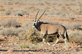 Gemsbok (Oryx gazella) walks towards a waterhole, Sossusvlei, Namibia