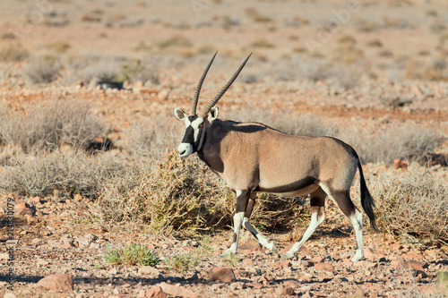 Gemsbok (Oryx gazella) walks towards a waterhole, Sossusvlei, Namibia