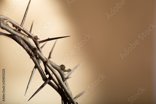 Fotografia Closeup of the Crown of Thorns