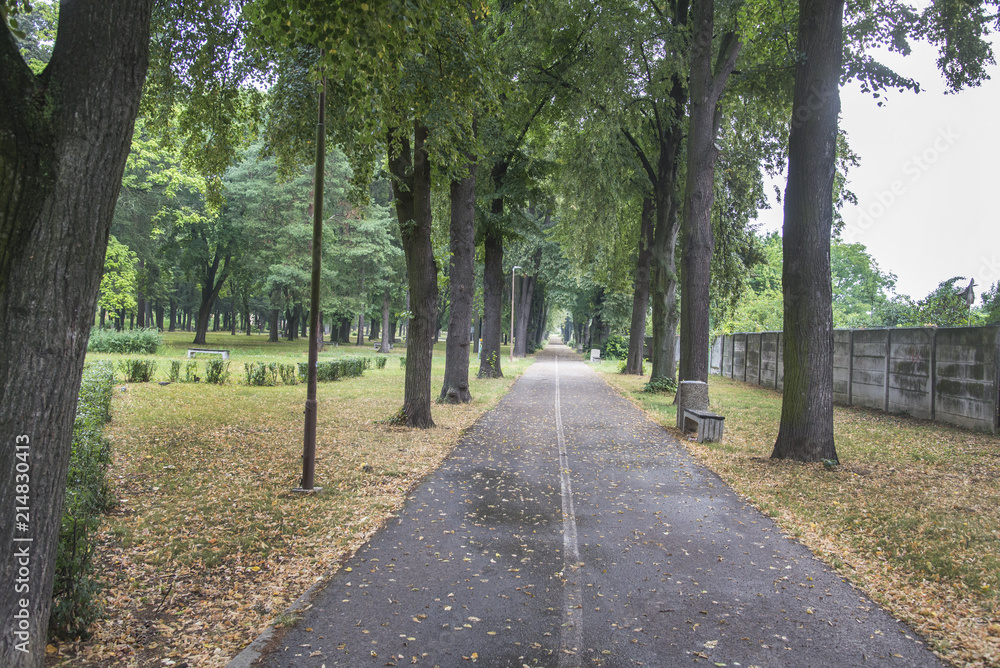 Obraz premium City park in the summer with bicycle lines
