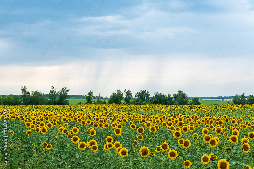 Fototapeta premium Summer field with Sunflower plants.