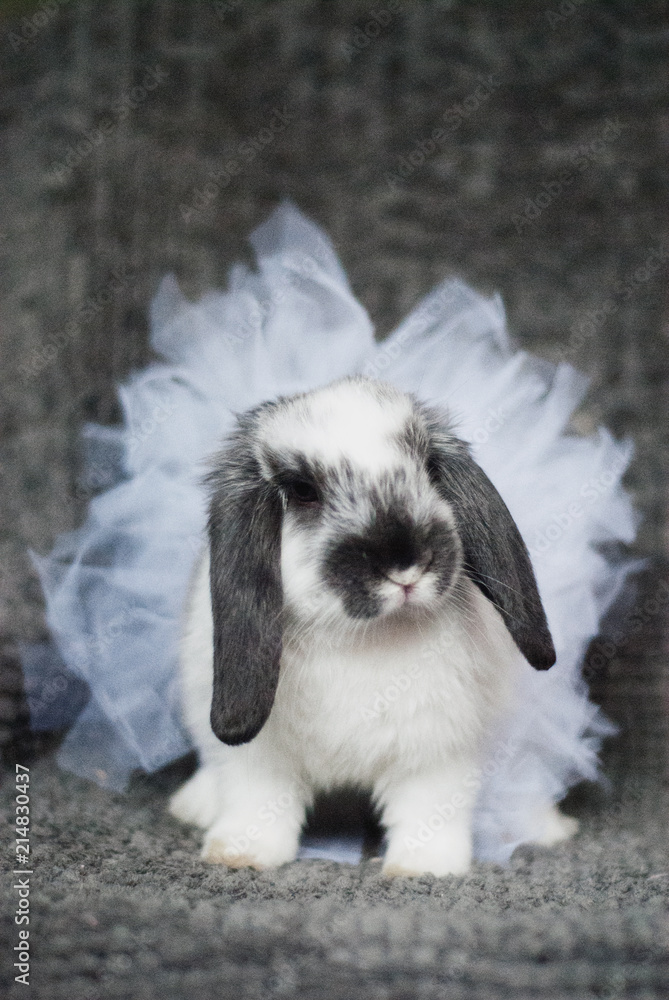Fototapeta premium Bunny girl
